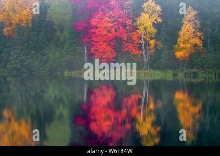 Tahquemenon la rivière avec son eau couleur ambre de tanin naturels trouvés en cascade sur Tahqemenon tombe dans la Péninsule Supérieure du Michigan. Banque D'Images