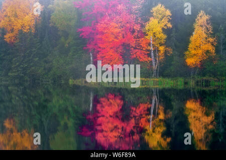 Tahquemenon la rivière avec son eau couleur ambre de tanin naturels trouvés en cascade sur Tahqemenon tombe dans la Péninsule Supérieure du Michigan. Banque D'Images