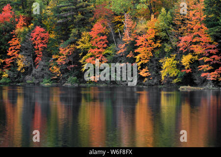 Matin brouillard se lèvera, révélant l'automne, reflet de l'Hiawatha National Forest au lac Fish et avec les bouleaux dans la Péninsule Supérieure du Michigan. Banque D'Images