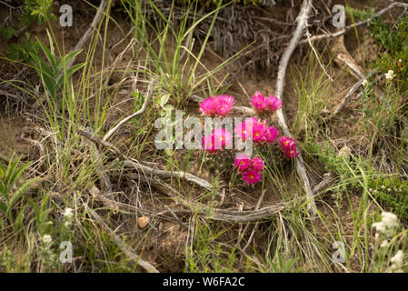Fleurs Fuschia sur cactus dans l'Édifice de l'Est, dans le parc national des Prairies, dans le sud de la Saskatchewan. Banque D'Images