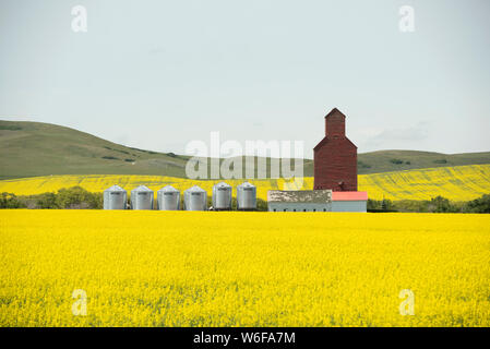 L'élévateur à grain moderne avec silos et grand champ de canola en pleine floraison. Ferme se trouve dans le sud de la Saskatchewan. Banque D'Images