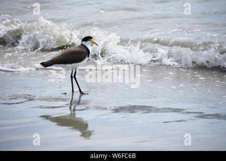 Adultes de Tasmanie Masked sociable (Vanellus Miles novaehollandiae) sur la plage Banque D'Images