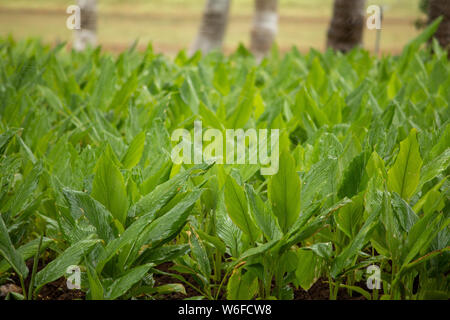 Plantation de curcuma (Curcuma longa), Hasanur, Tamil Nadu - frontière de l'État du Karnataka, Inde Banque D'Images