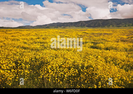 Colline jaune et magenta marguerites trèfle du hibou de la Californie tapis Carrizo Plain National Monument au cours de la 2019 Super printemps floraison. Banque D'Images