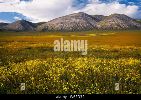 Colline jaune et magenta marguerites trèfle du hibou de la Californie tapis Carrizo Plain National Monument au cours de la 2019 Super printemps floraison. Banque D'Images