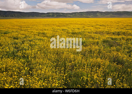 Colline jaune et magenta marguerites trèfle du hibou de la Californie tapis Carrizo Plain National Monument au cours de la 2019 Super printemps floraison. Banque D'Images