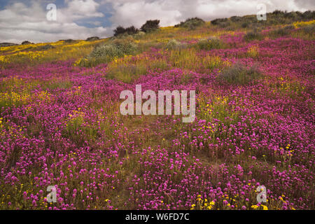 Colline jaune et magenta marguerites trèfle du hibou de la Californie tapis Carrizo Plain National Monument au cours de la 2019 Super printemps floraison. Banque D'Images