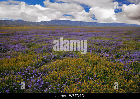 Colline jaune et magenta marguerites trèfle du hibou de la Californie tapis Carrizo Plain National Monument au cours de la 2019 Super printemps floraison. Banque D'Images