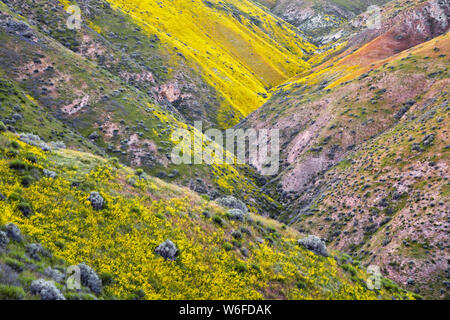 Colline jaune et magenta marguerites trèfle du hibou de la Californie tapis Carrizo Plain National Monument au cours de la 2019 Super printemps floraison. Banque D'Images