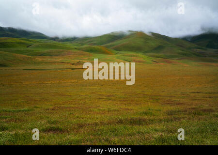 Colline jaune et magenta marguerites trèfle du hibou de la Californie tapis Carrizo Plain National Monument au cours de la 2019 Super printemps floraison. Banque D'Images