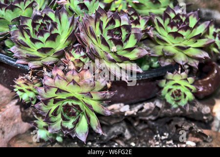 Une plante appelée Common houseleek, qui pousse dans de nombreux endroits et les chantiers. Les gens croient en ses propriétés de protection et de guérison. Banque D'Images