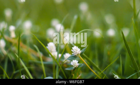 Pâturage de graminées dans les prairies ensoleillées sur l'agriculture. Fleurs de l'herbe avec l'arrière-plan flou. Banque D'Images