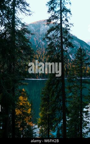 Vertical shot of trees near the Lake Moraine and a tree covered mountain in the background Banque D'Images