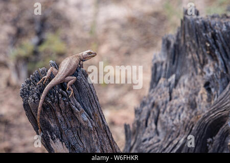 Un plateau de Fence Lizard perche sur une souche de genévrier mort dans le sud-ouest du Wyoming. Banque D'Images