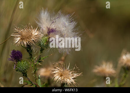 Graines duveteuses invasives cirse parachute dans le vent. Banque D'Images