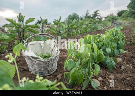 La récolte de haricots verts. Dans un panier de haricots verts et d'aubergines en arrière-plan. Jardin potager. L'agriculture Banque D'Images