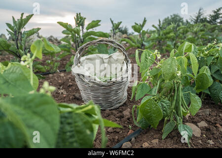 La récolte de haricots verts. Dans un panier de haricots verts et d'aubergines en arrière-plan. Jardin potager. L'agriculture Banque D'Images