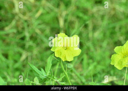 fleur jaune Banque D'Images