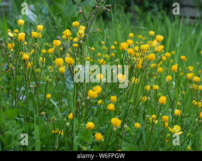 Fleurs jaune d'or ou renoncule Ranunculus repens qui poussent ici à l'adjudication dans le nord de Londres, la floraison en mai. Banque D'Images