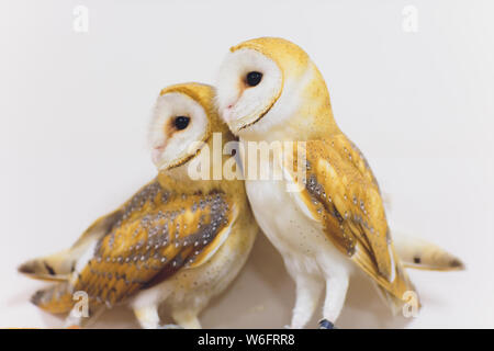 Un beau couple effraie des clochers Tyto alba perché sur une souche d'arbre. Accueil photo. Banque D'Images