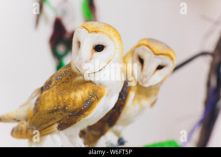 Un beau couple effraie des clochers Tyto alba perché sur une souche d'arbre. Accueil photo. Banque D'Images