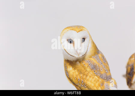 Un beau couple effraie des clochers Tyto alba perché sur une souche d'arbre. Accueil photo. Banque D'Images