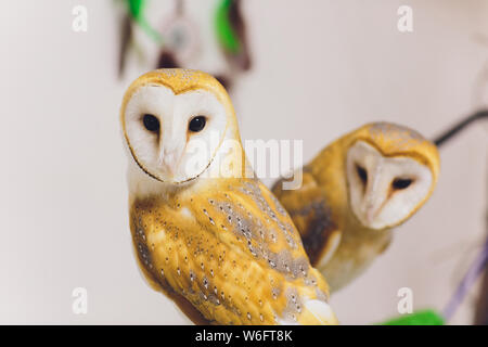 Un beau couple effraie des clochers Tyto alba perché sur une souche d'arbre. Accueil photo. Banque D'Images