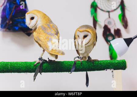 Un beau couple effraie des clochers Tyto alba perché sur une souche d'arbre. Accueil photo. Banque D'Images