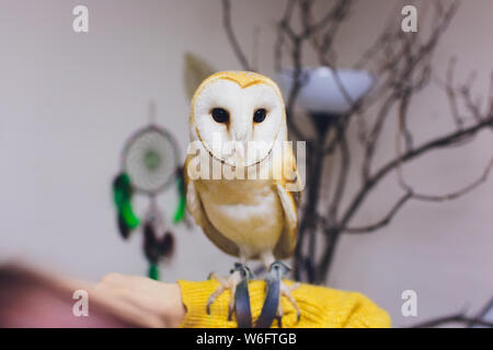 Un beau couple effraie des clochers Tyto alba perché sur une souche d'arbre. Accueil photo. Banque D'Images