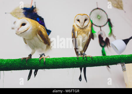 Un beau couple effraie des clochers Tyto alba perché sur une souche d'arbre. Accueil photo. Banque D'Images