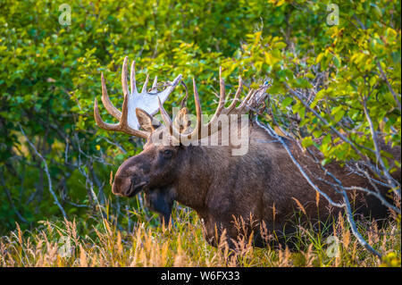 Grand taureau orignal (Alces alces) debout en brosse près du col Powerline dans le parc national de Chugach, près d'Anchorage dans le centre sud de l'Alaska sur un... Banque D'Images