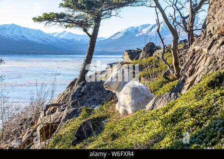La brebis de Dall (Ovis dalli) se trouve sur la colline surplombant Turnagain Arm dans le centre-sud de l'Alaska à environ 10 miles au sud d'Anchorage, en hiver... Banque D'Images