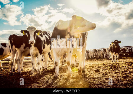 Vaches Holstein debout dans une zone clôturée avec des étiquettes d'identification dans leurs oreilles sur une ferme laitière robotique, au nord d'Edmonton; Alberta, Canada Banque D'Images