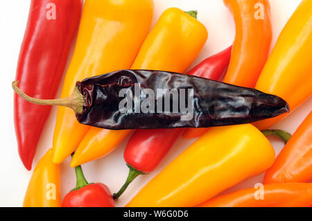 Fraîches et séchées poivrons épicés sur fond blanc Banque D'Images
