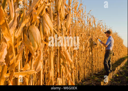 Un agriculteur muni d'un comprimé examine un champ de céréales et de maïs fourrager prêt à récolter près de Niverville; Manitoba, Canada Banque D'Images