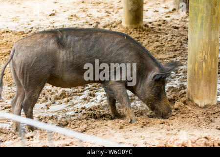 Cochon dans la boue Banque D'Images