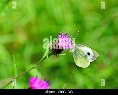 Grand papillon blanc ou blanc de la famille du chou Pieris brassicae contre coupé fond vert reposant sur une fleur de chardon de mer Banque D'Images