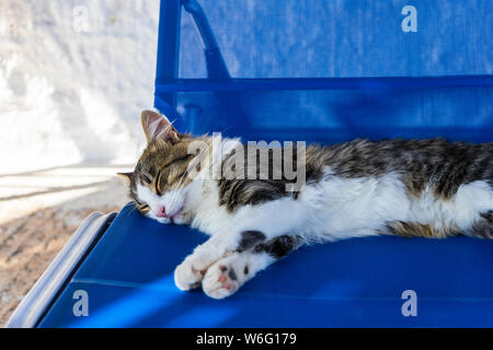 Joli chat mignon dormir sur chaise bleu obtenir reste Banque D'Images