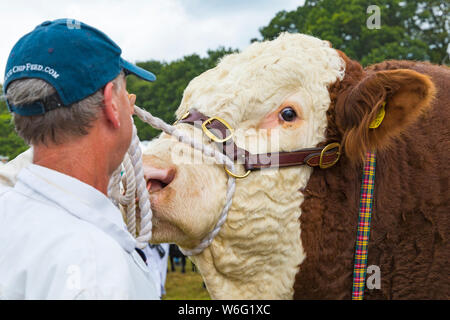 New Milton, Hampshire, Royaume-Uni. 1er août 2019. Des milliers troupeau au dernier jour de la New Forest & Comté de série pour apprécier les animaux et les activités par une chaude journée ensoleillée. Credit : Carolyn Jenkins/Alamy Live News Banque D'Images