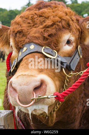 New Milton, Hampshire, Royaume-Uni. 1er août 2019. Des milliers troupeau au dernier jour de la New Forest & Comté de série pour apprécier les animaux et les activités par une chaude journée ensoleillée. Credit : Carolyn Jenkins/Alamy Live News Banque D'Images