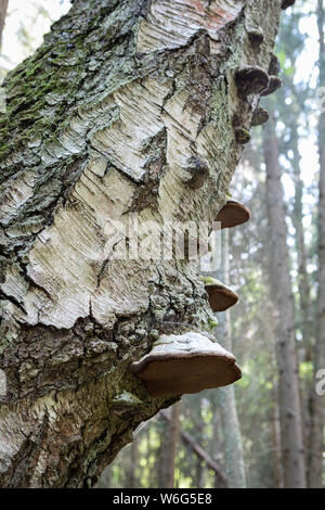 Polypore du bouleau tronc d'arbre en décomposition Banque D'Images