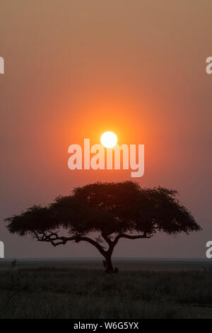 Coucher de soleil derrière un acacia solitaire au bord de la plaine de Katavi dans le parc national de Katavi ; Tanzanie Banque D'Images