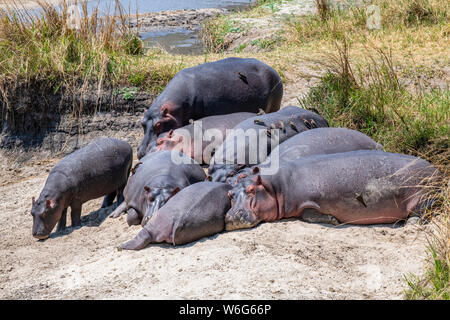 Groupe d'Hippopotamus (Hippopotamus amphibie) avec des Oxpeckers à bec rouge (Buphagus erythrorhynchus) se trouvent sur une rive sablonneuse de la rivière dans le parc national de Katavi Banque D'Images