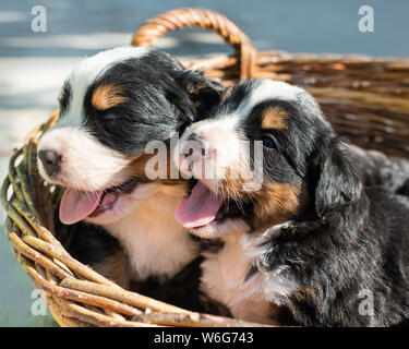 Cute chiens Chiots Bouvier Bernois dans panier. Banque D'Images