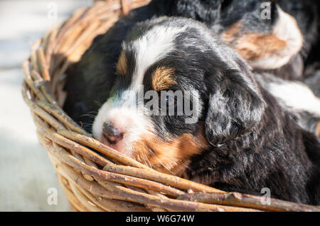 Cute chiens Chiots Bouvier Bernois dans panier. Banque D'Images