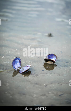 Deux bivalves ouvertes sur la plage, Blackie Spit, Crescent Beach; Surrey, Colombie-Britannique, Canada Banque D'Images