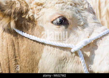 New Milton, Hampshire, Royaume-Uni. 1er août 2019. Des milliers troupeau au dernier jour de la New Forest & Comté de série pour apprécier les animaux et les activités par une chaude journée ensoleillée. Credit : Carolyn Jenkins/Alamy Live News Banque D'Images