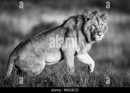 Lion monotone mâle (Panthera leo) se lever dans l'herbe, Serengeti; Tanzanie Banque D'Images