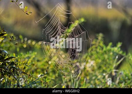 Cobweb couvert de rosée du matin dans Pacsmag lacs parc naturel Banque D'Images