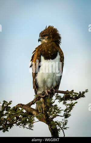 Aigle-serpent à tête noire (Circaetus pectoralis), regardant vers le bas à partir de la cime à feuilles, Serengeti; Tanzanie Banque D'Images